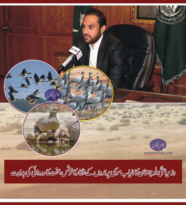 وزیراعلیٰ بلوچستان کا نایاب موسمی پرندوں کے شکار کا نوٹس ، سخت کارروائی کی ہدایت