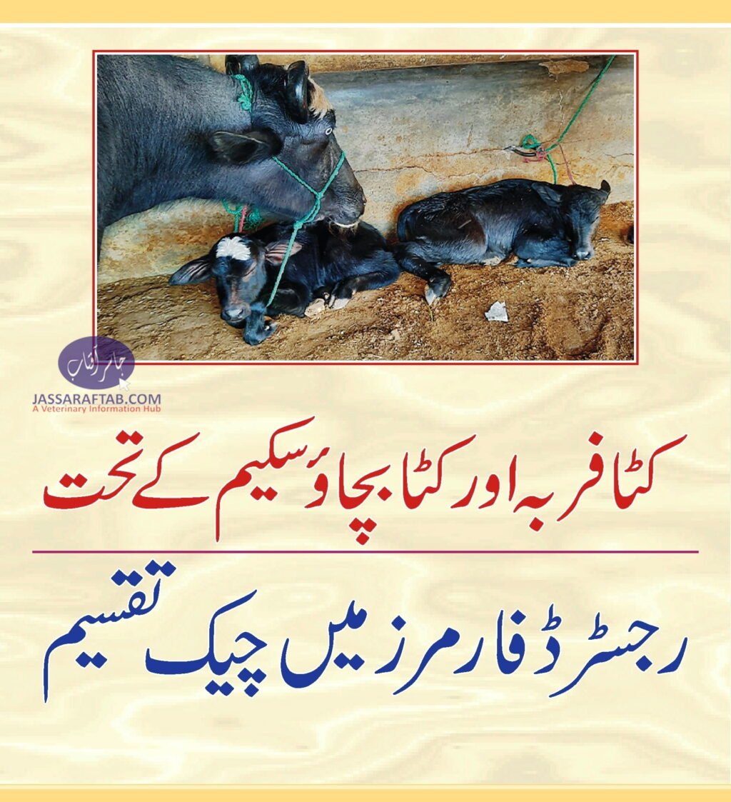 Save the calf project Cheques in Jahanian