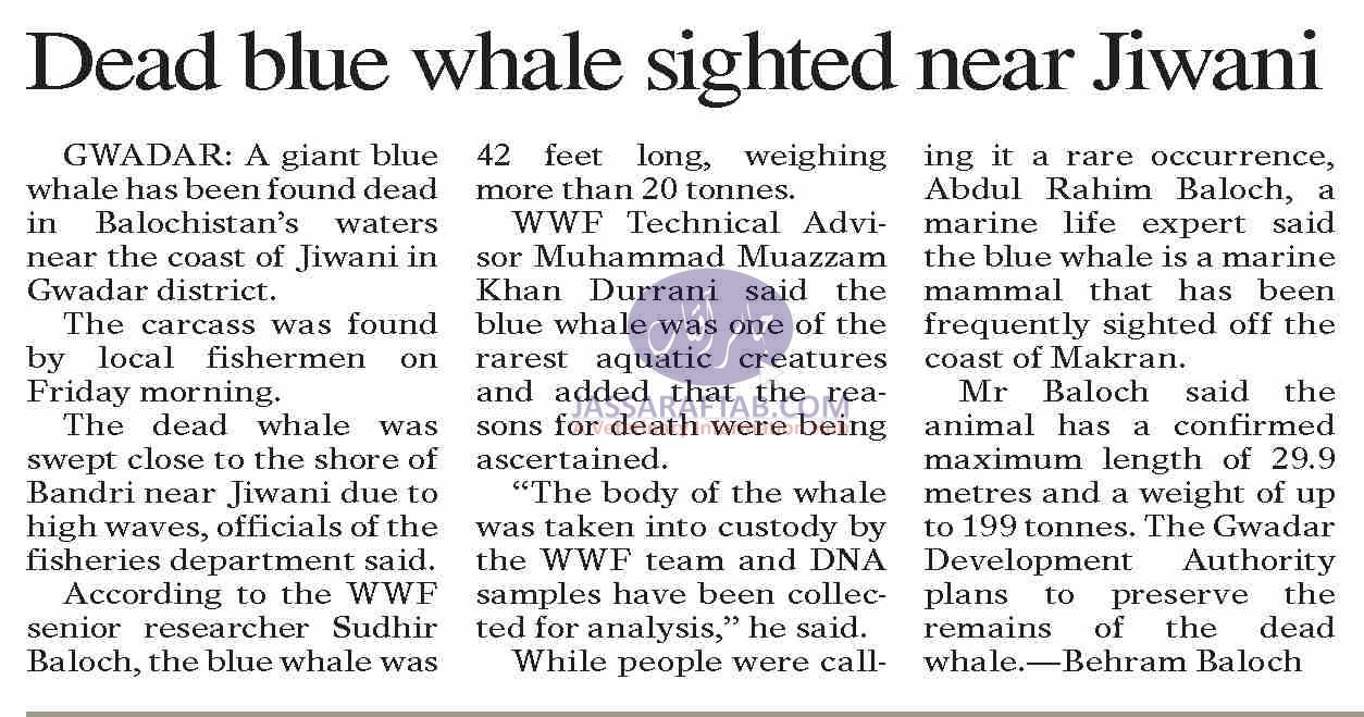 Dead Blue Whale found near Jiwani Coast