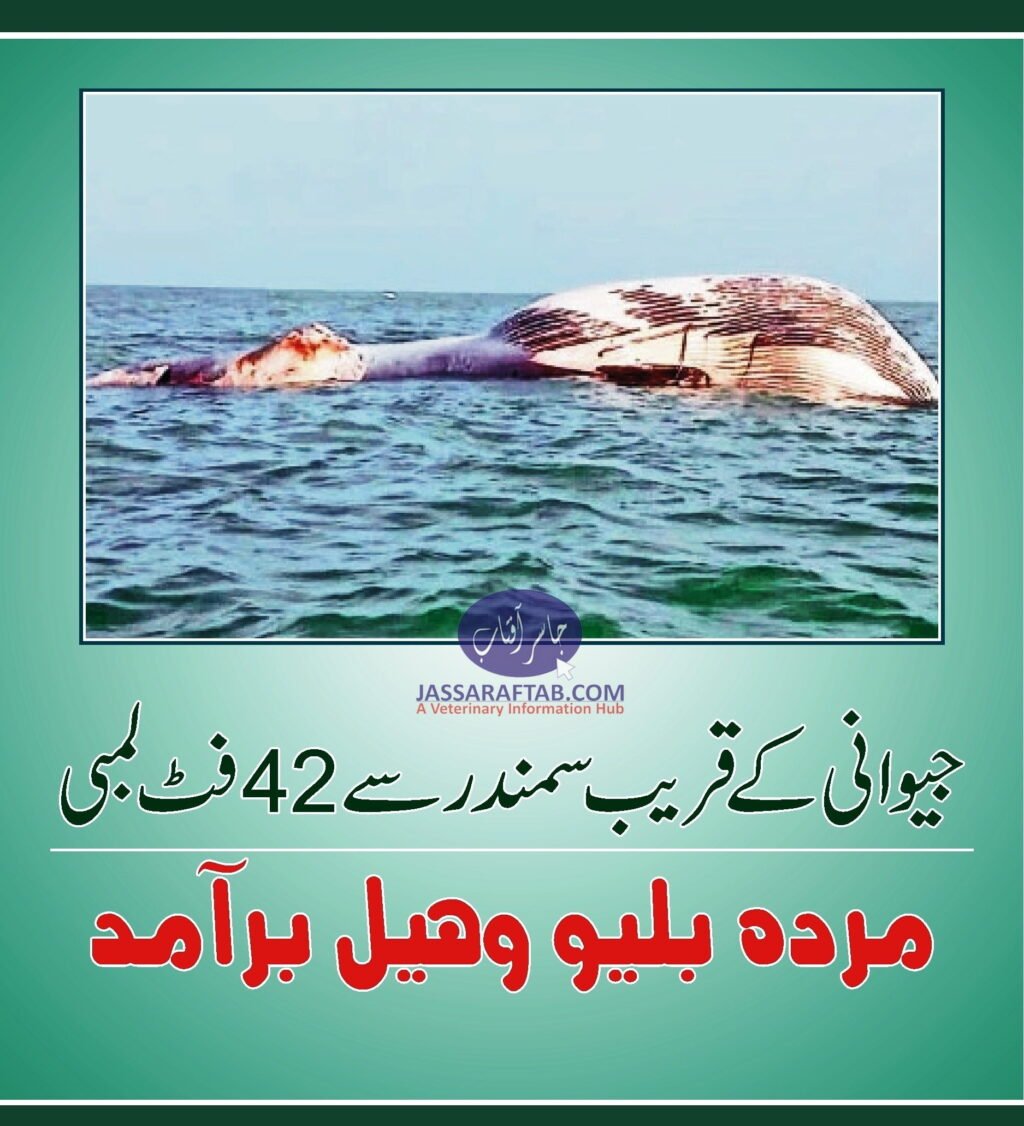 Dead Blue Whale found near Jiwani Coast