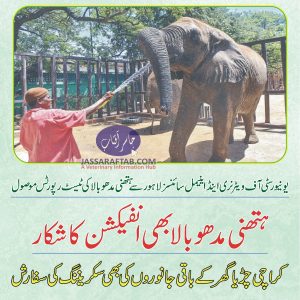 Karachi Zoo Madhubala Elephant | Story of Disease and Facts