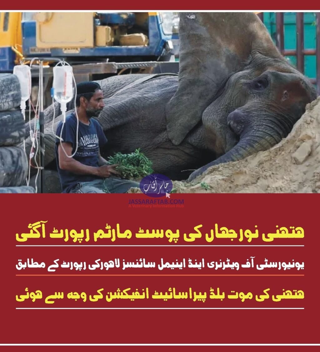 Blood Parasitic Infection in Elephant. Postmortem report revealed that elephant Noor Jehan died from blood parasitic infection.