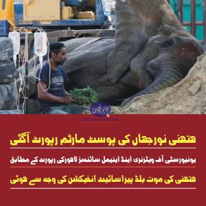 Blood Parasitic Infection in Elephant. Postmortem report revealed that elephant Noor Jehan died from blood parasitic infection.