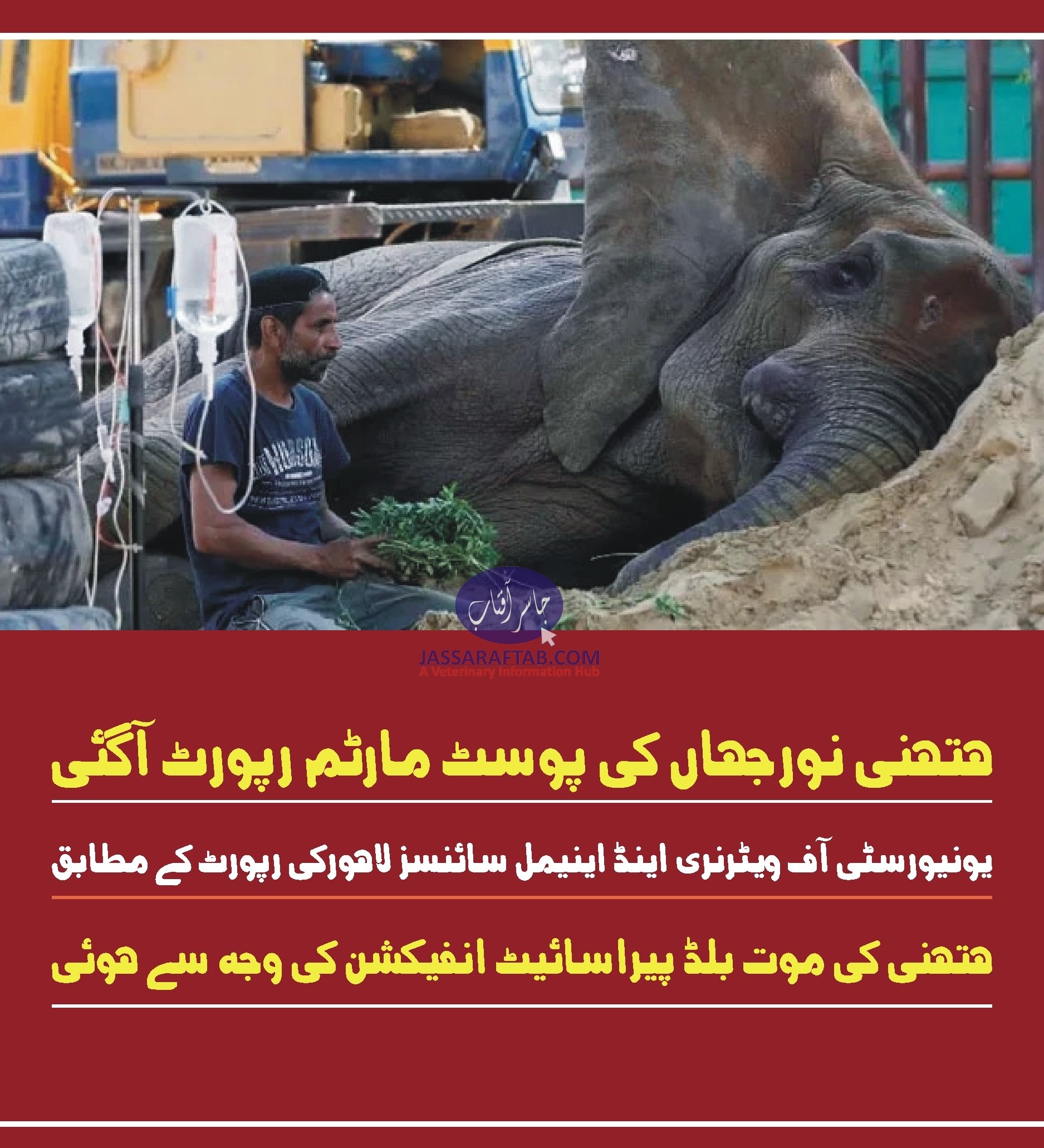 Blood Parasitic Infection in Elephant. Postmortem report revealed that elephant Noor Jehan died from blood parasitic infection.