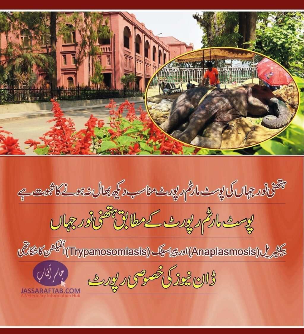 Elephant Noor Jehan’s post-mortem report. Postmortem of elephant