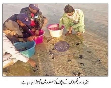 Turtle hatchlings released into sea