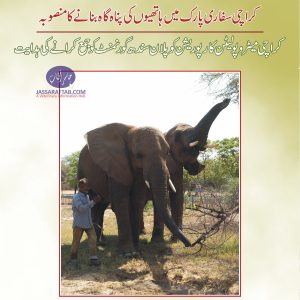 Elephant sanctuary plan to Sindh govt