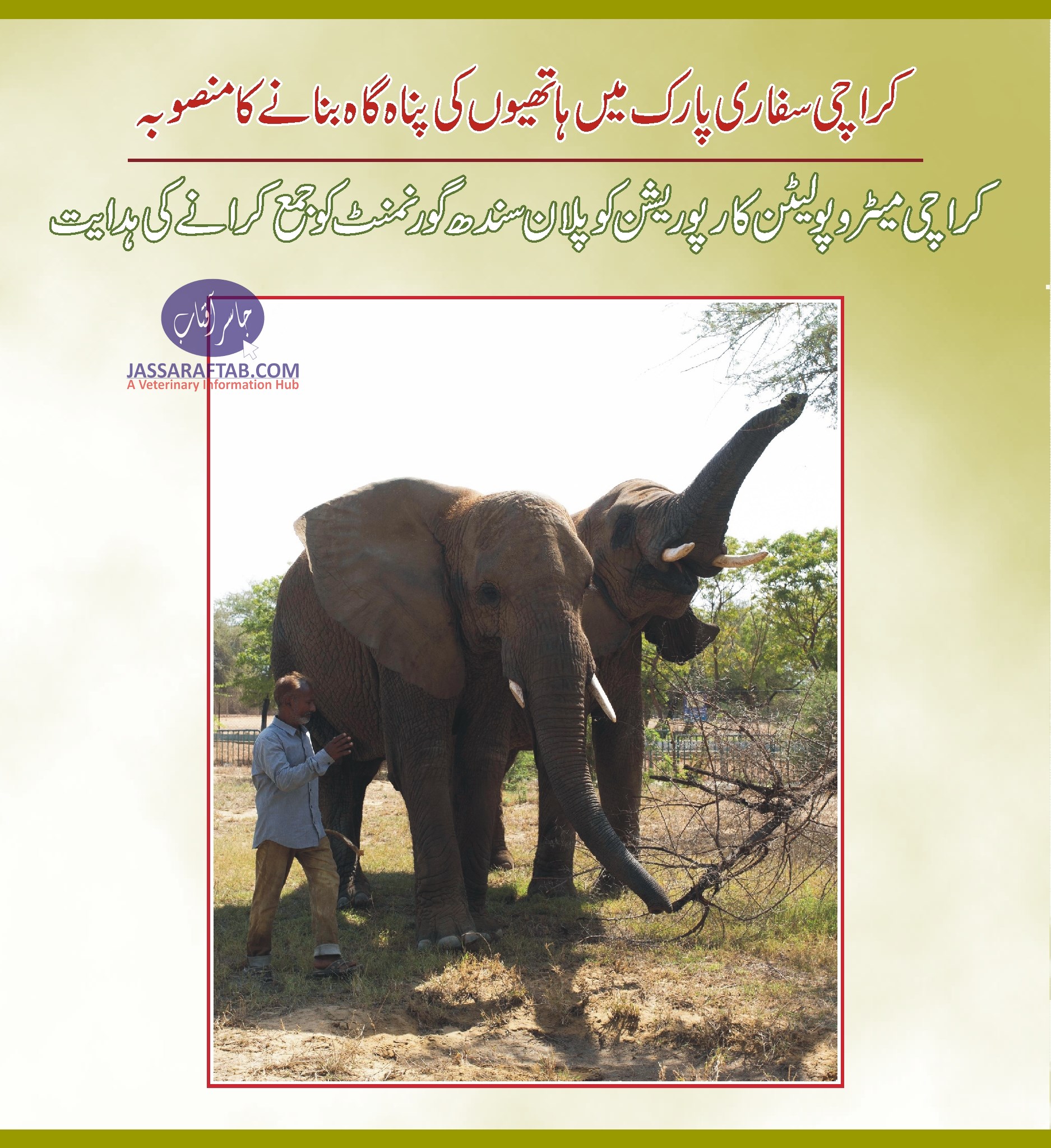 کے ایم سی کو ہاتھیوں کی سینگچوری کا پلان سندھ گورنمنٹ کو جمع کرانے کی ہدایت