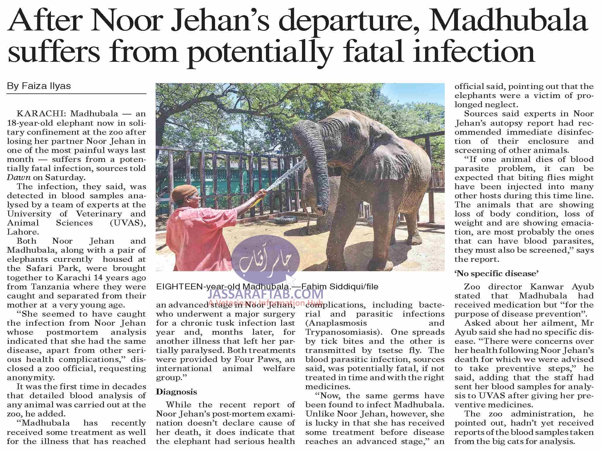 Karachi Zoo Madhubala Elephant | Story of Disease and Facts