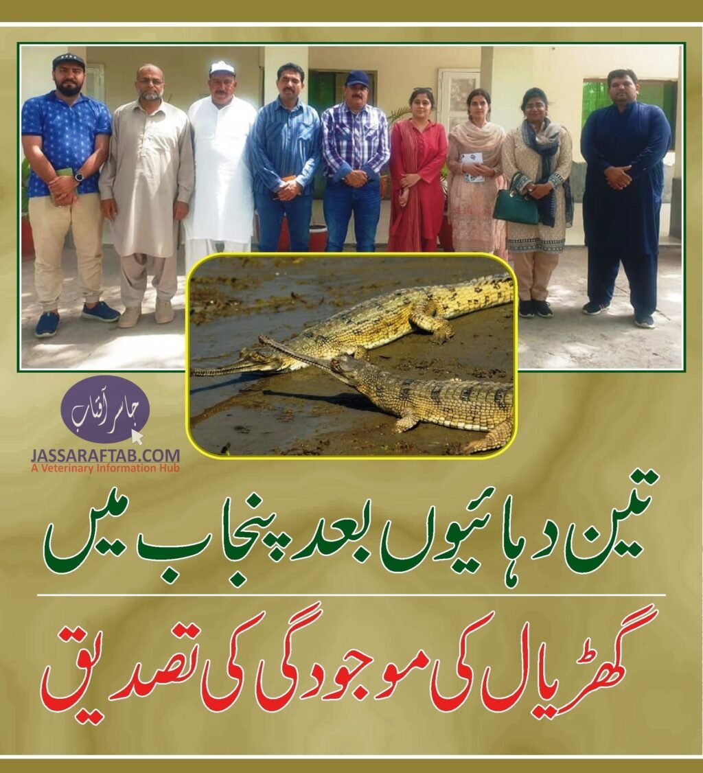 Gavial or fish eating crocodile