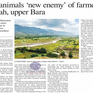 Wild animals ‘new enemy’ of farmers in Tirah Wild boar destroying crops