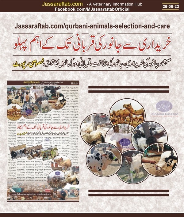 care and feeding of qurbani animals