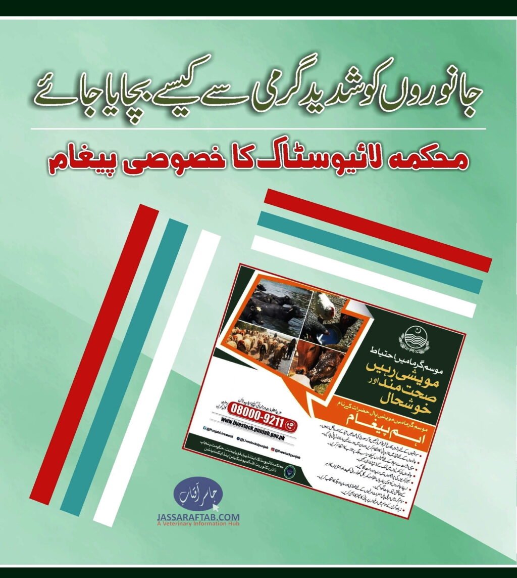 Care and management of animals in Summer