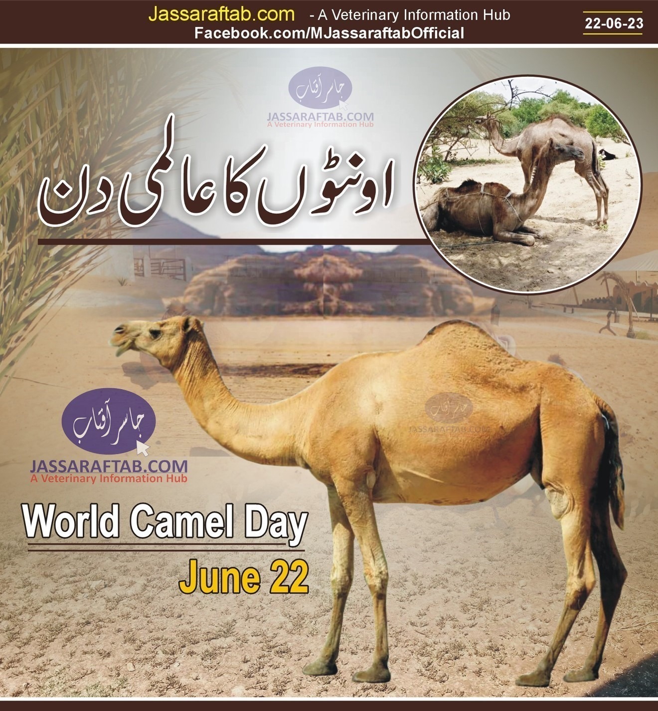 World Camel Day 2023