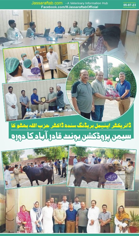 Director Animal Breeding Sindh