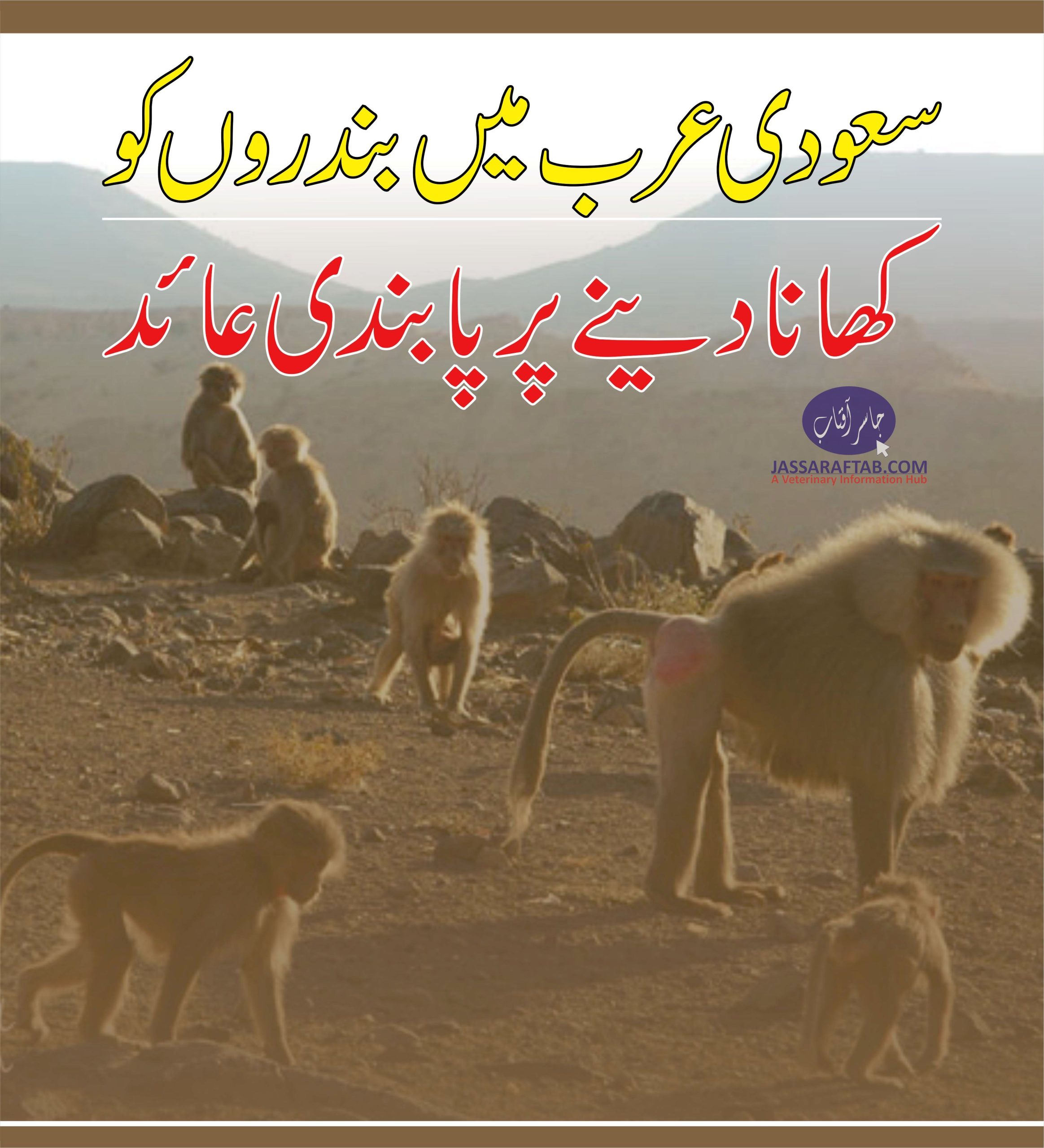 Fine for feeding baboons Monkey in Saudi Arabia