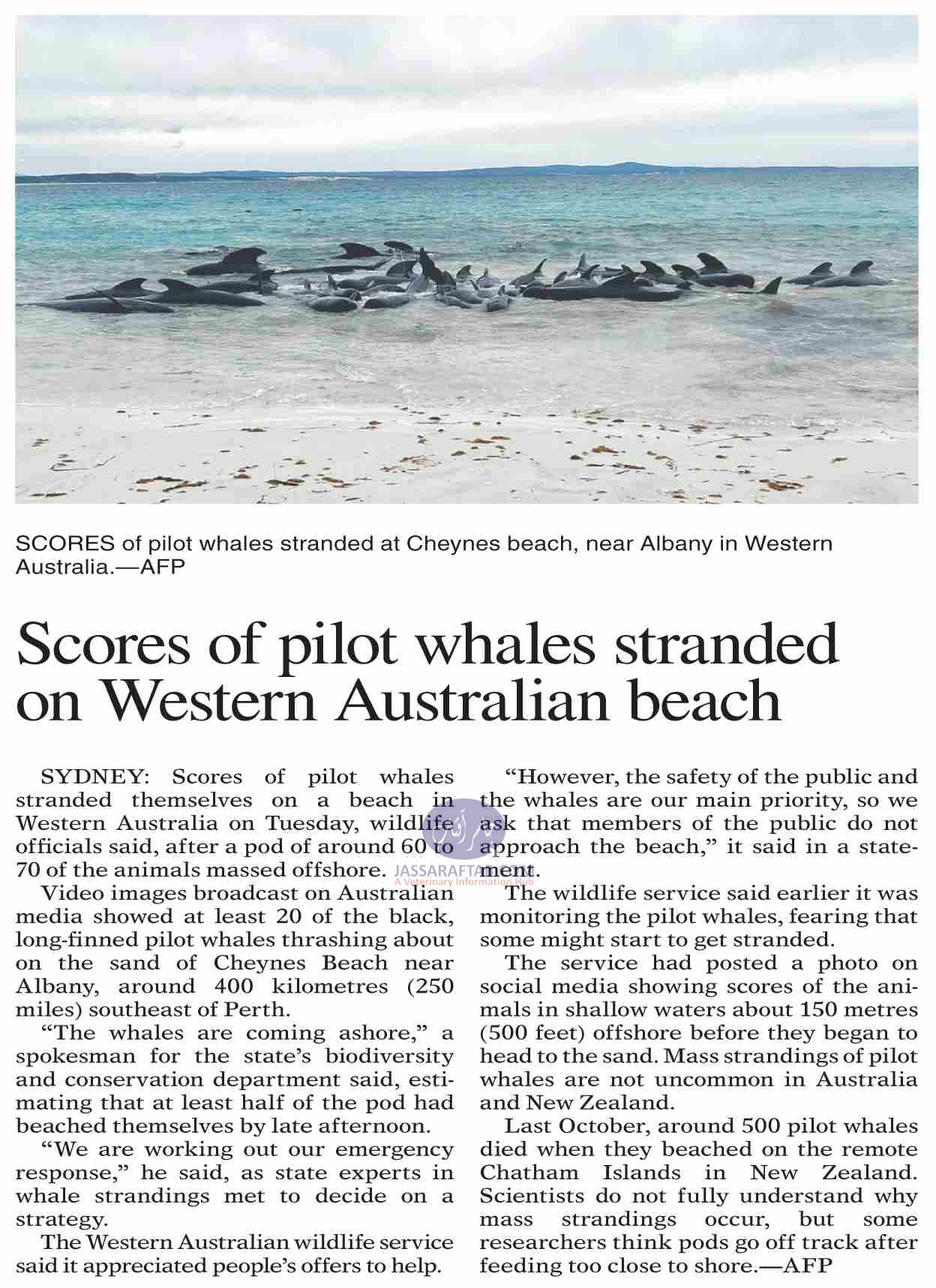 Stranded Pilot Whales