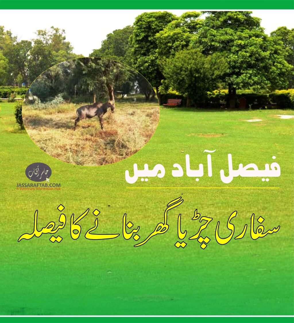 Safari Zoo to be established in Faisalabad