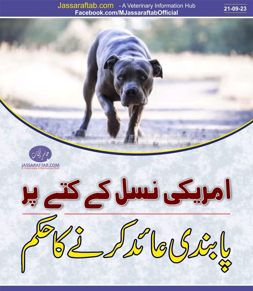 American Bully dogs to be banned