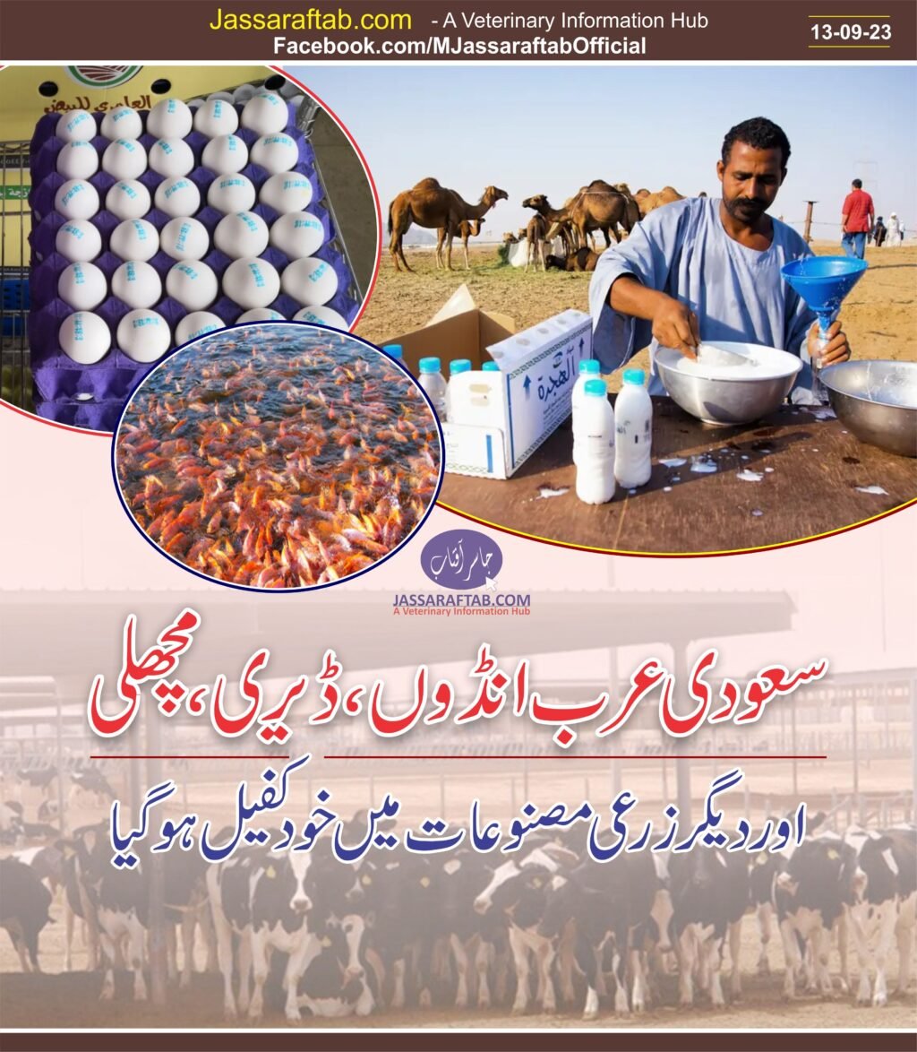 Dairy Farming in Saudi Arabia