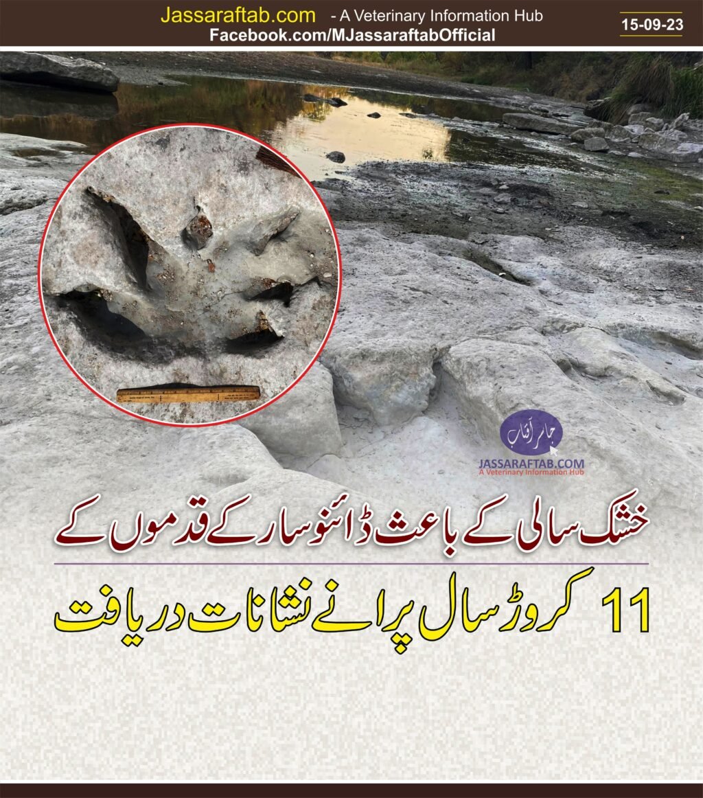 Drought uncovered dinosaur foot prints