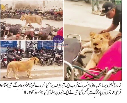 Lion on Karachi’s Shahrah-e-Faisal