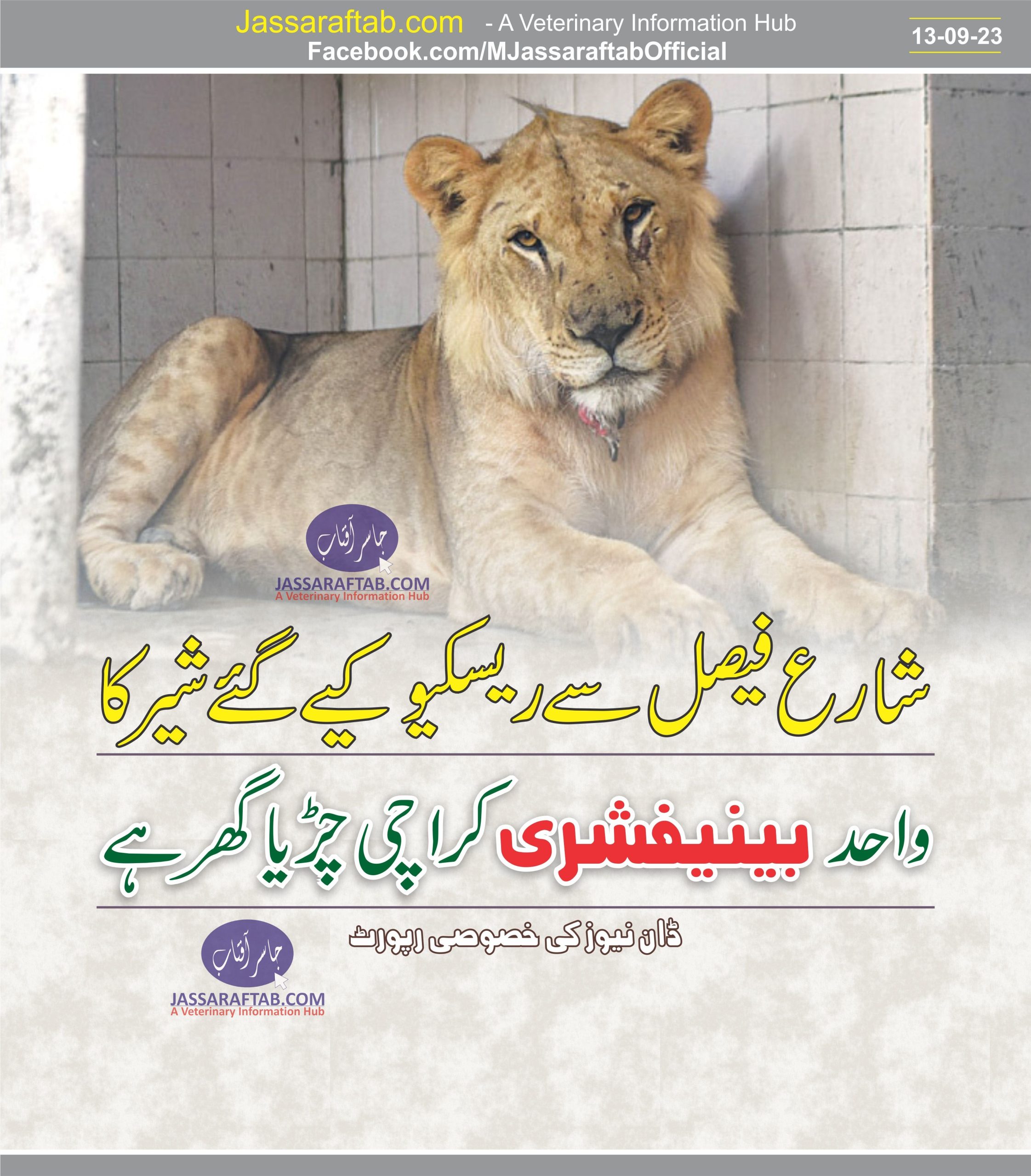 Big cat spending rest of its life in Karachi zoo