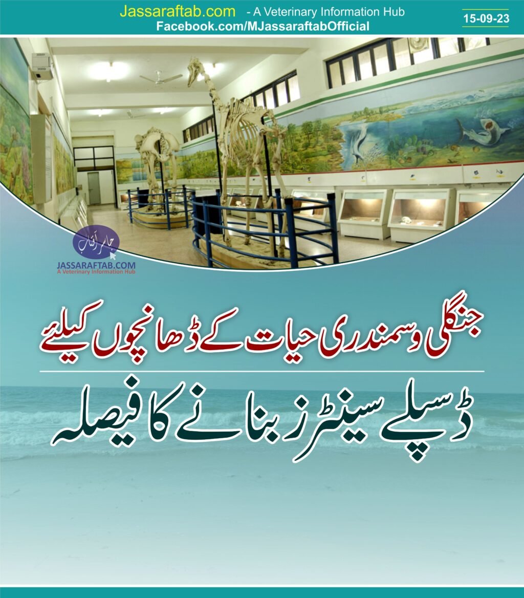 Skeleton of whale and marine life display centers in museum