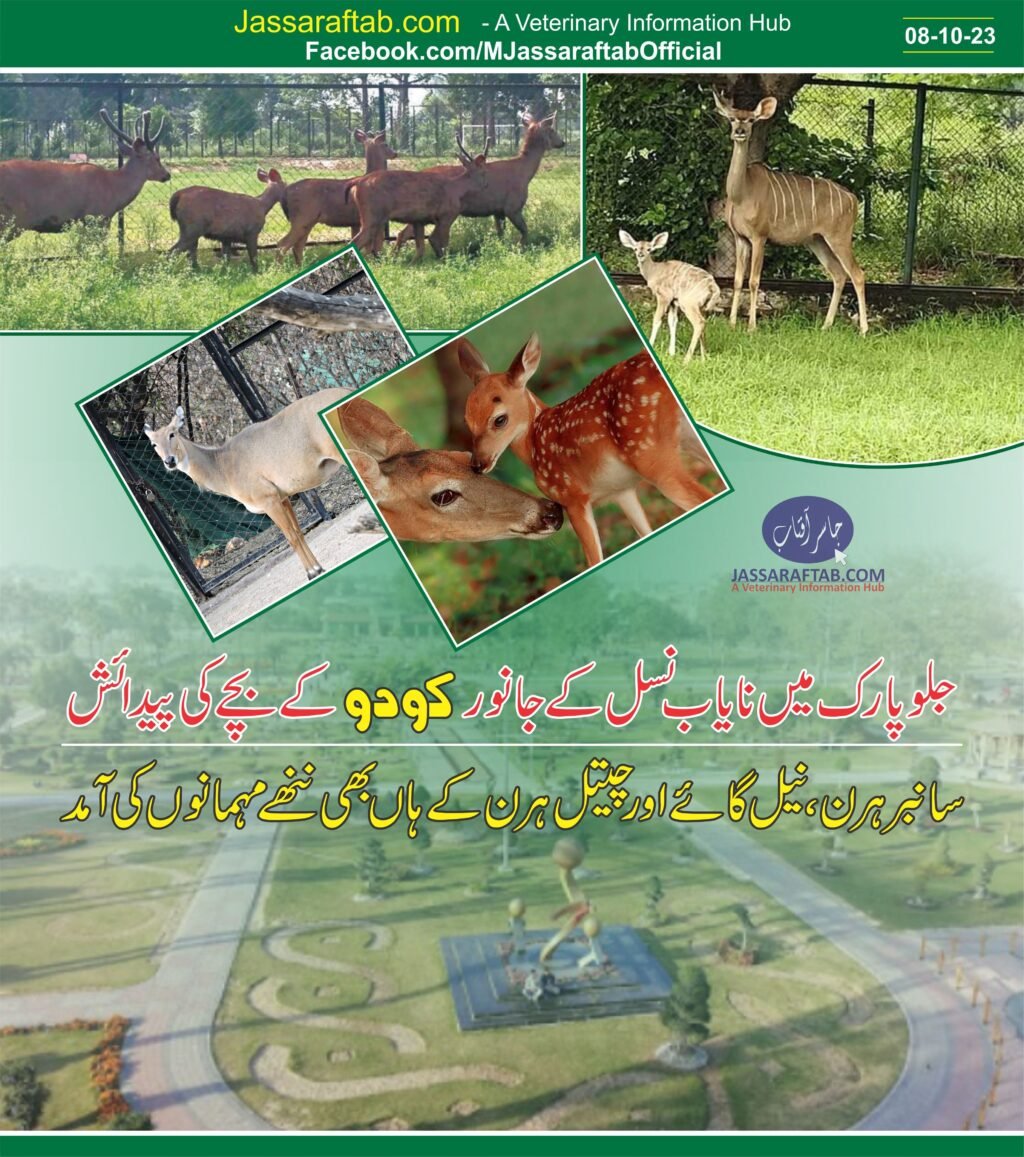 Rare Anteloop deer born at Jallo park