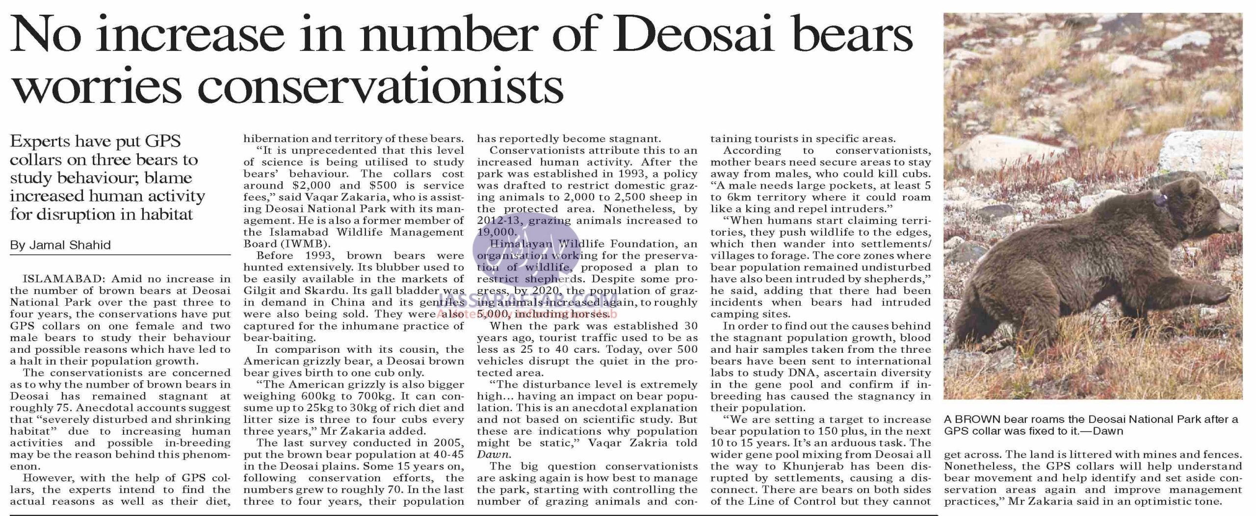 No increase in brown bear population at Deosai National Park