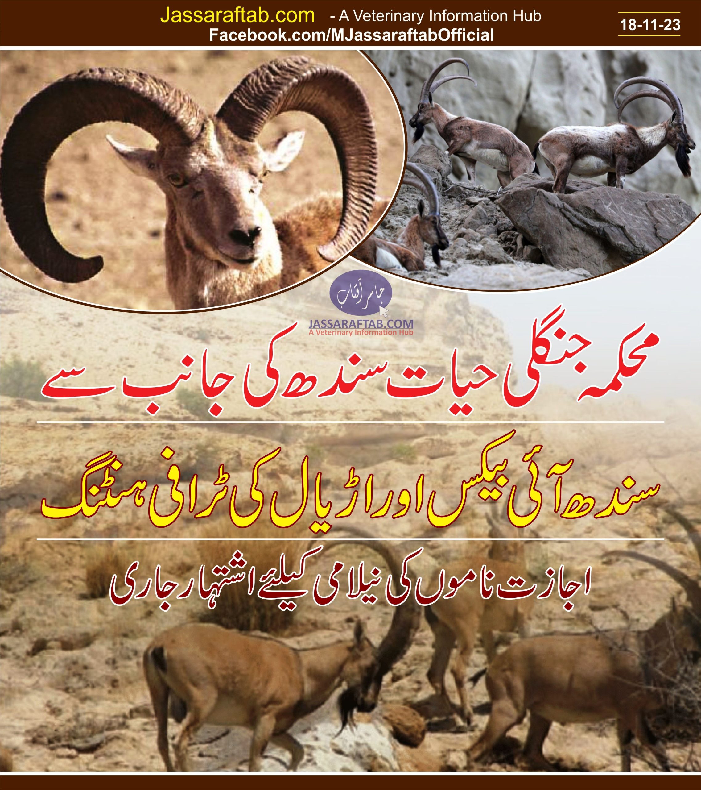 محکمہ جنگلی حیات سندھ کی جانب سے سندھ آئی بیکس اور اڑیال کی ٹرافی ہنٹنگ