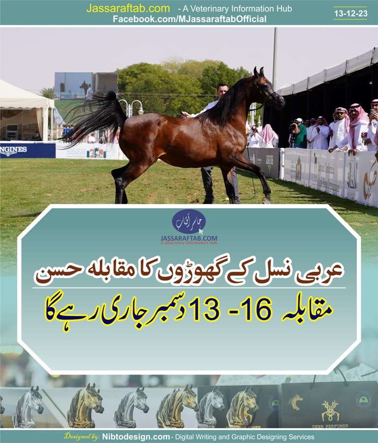 6th international arabian horses show 2023 by king abdulaziz arabian horse center