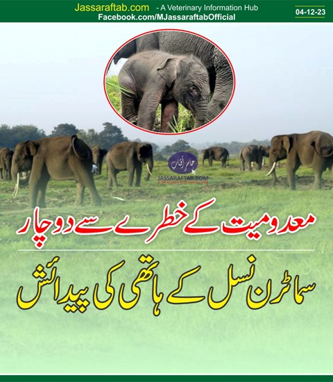 معدومیت کے خطرے سے دوچار سماٹرن نسل کے ہاتھی کی پیدائش