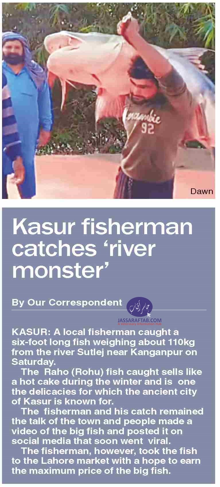 Kasur fisherman caught Raho fish from river Sutlej near Kanganpur