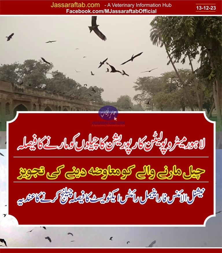 Metropolitan Corporation decided to shoot Kite birds in Lahore and reward