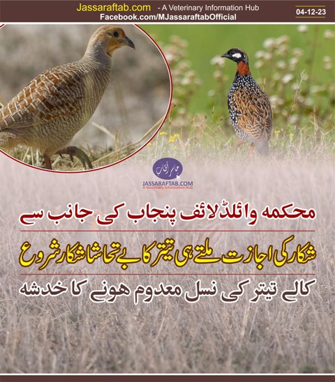 Punjab wildlife dept allows partridges hunting in punjab - copy