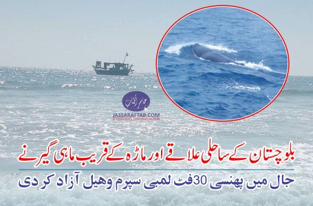 WWF World Wildlife Fund trained fisherman released a big sperm whale stuck in his fishing net near Ormara Beach Balochistan