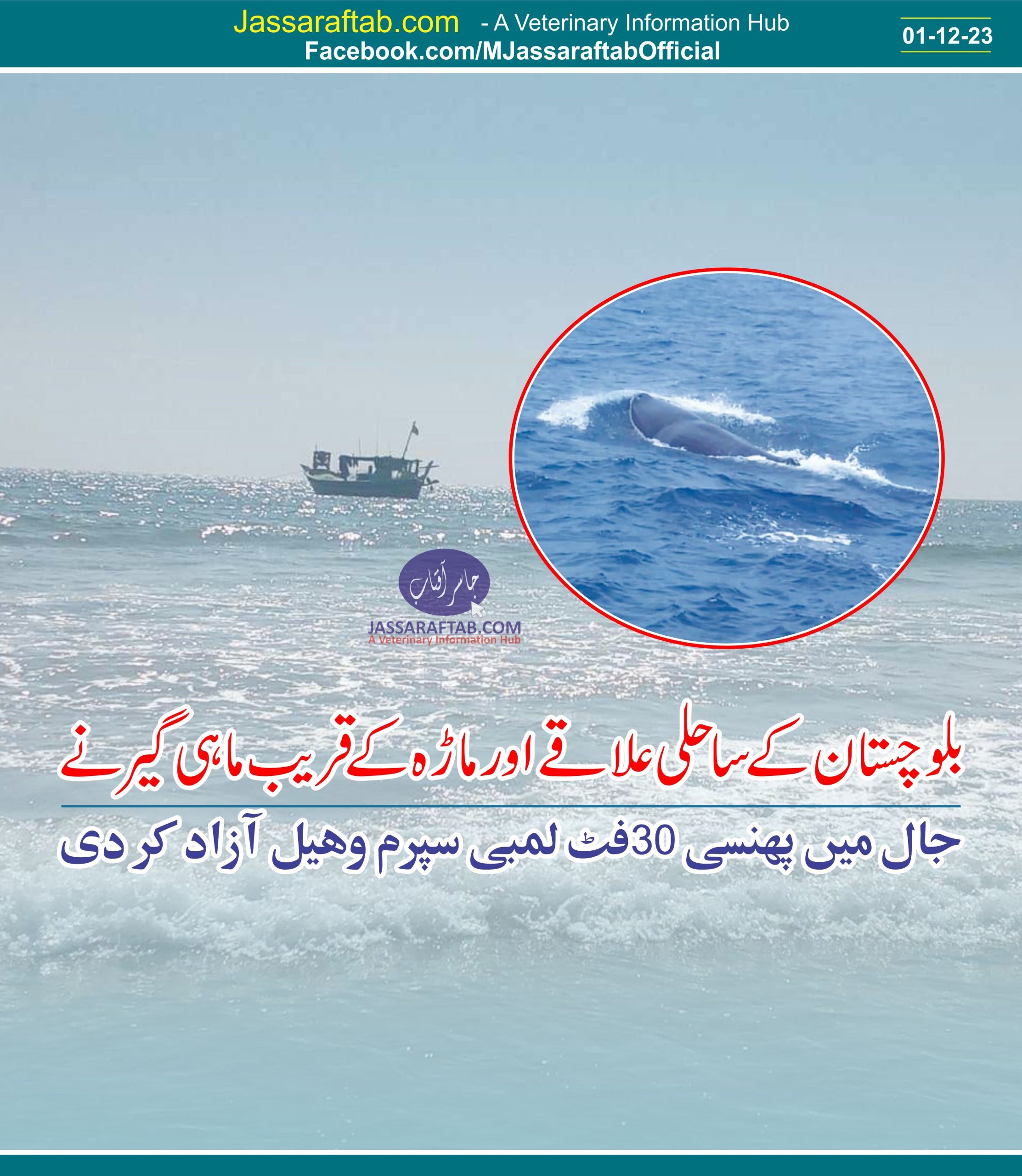 بلوچستان کے ساحلی علاقے اورماڑہ  کے قریب ماہی گیر نے جال میں پھنسی 30 فٹ لمبی سپرم وہیل آزاد کردی