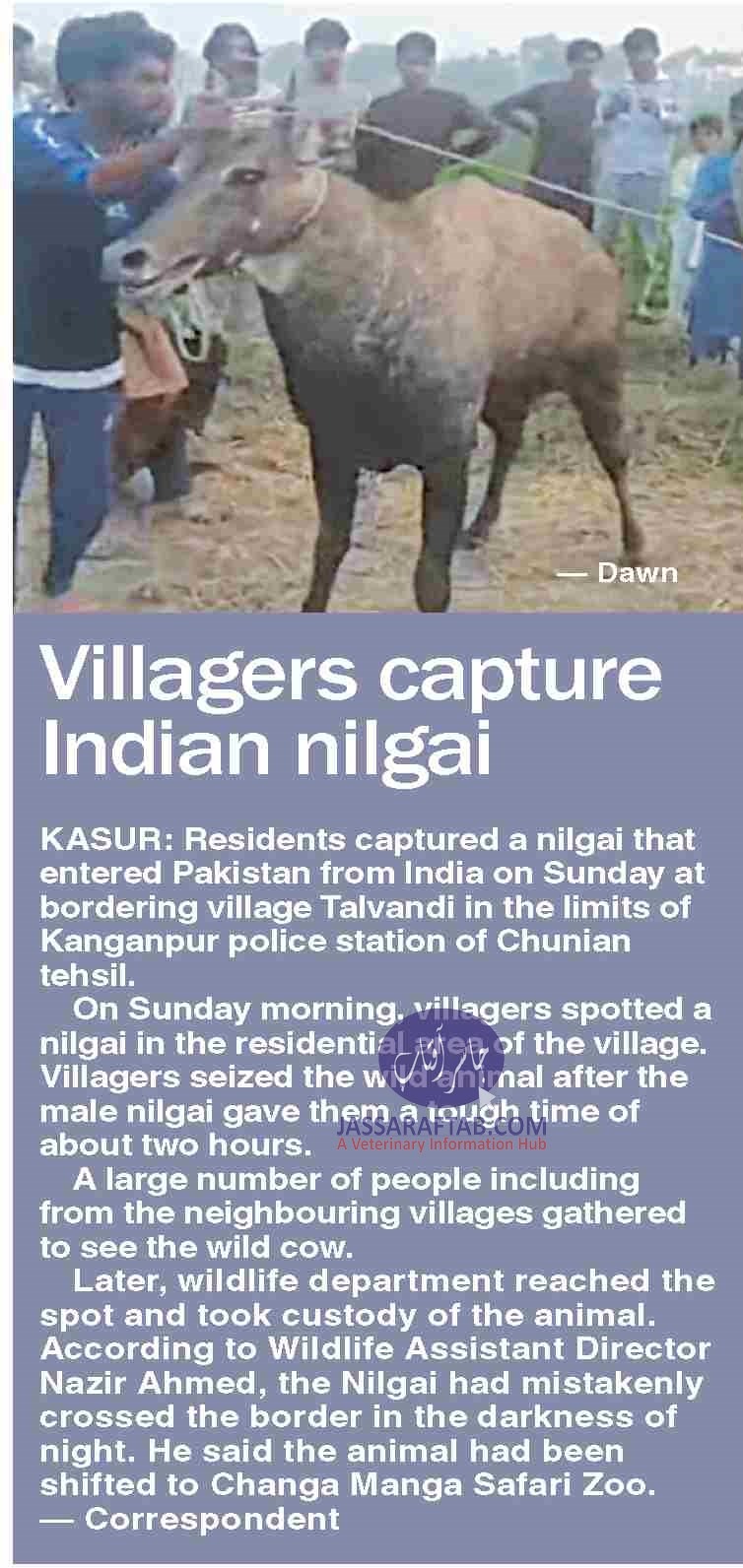 Indian nilgaii shifted to Changa Manga Park