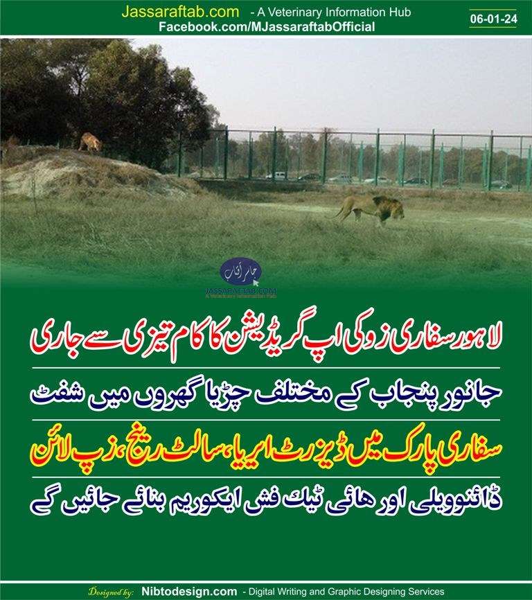 Safari Zoo updradation and fish equarium, dino valley in Lahore