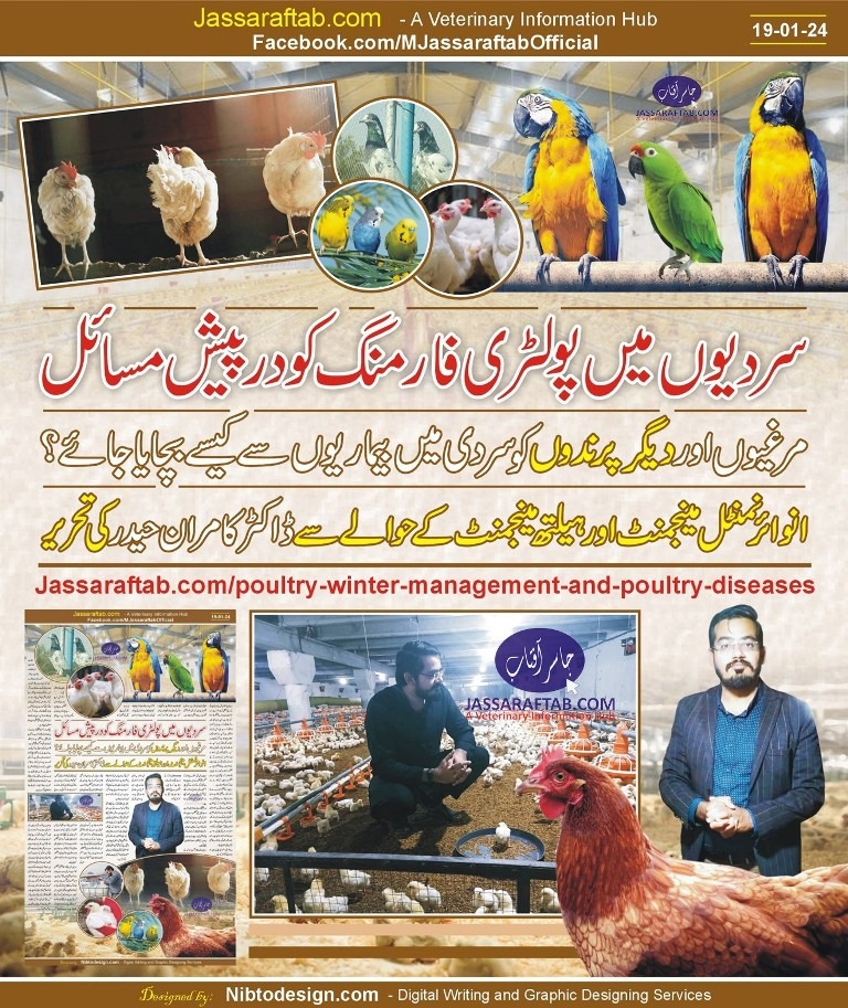 Winter Management of Poultry and Poultry Diseases Management