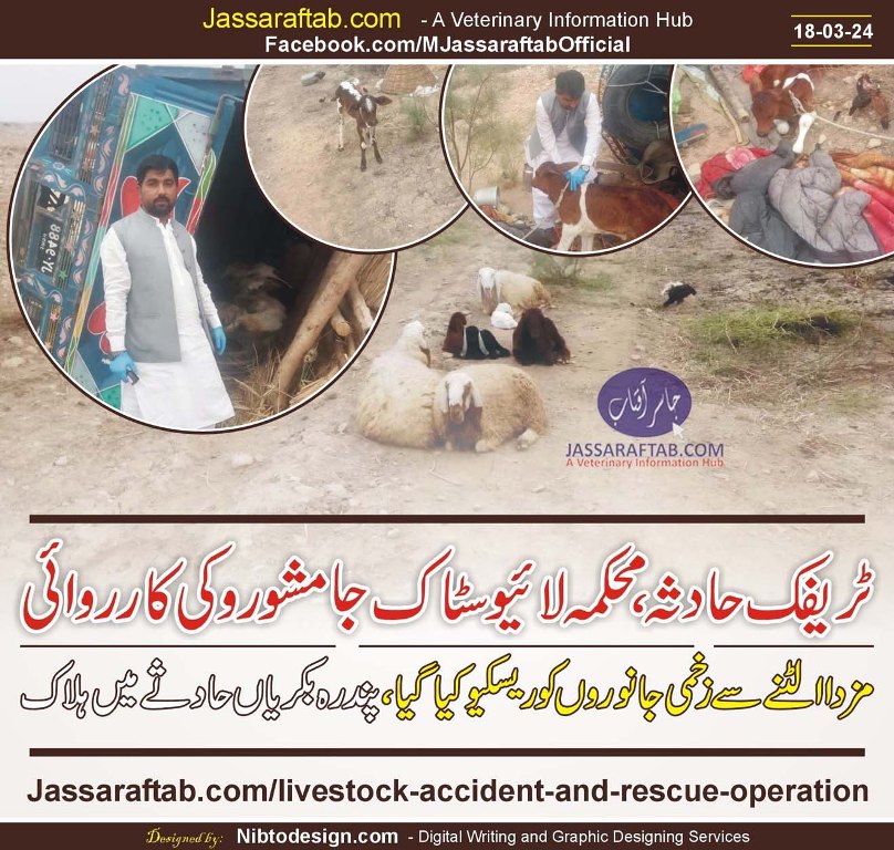 Accident of Livestock in Sindh