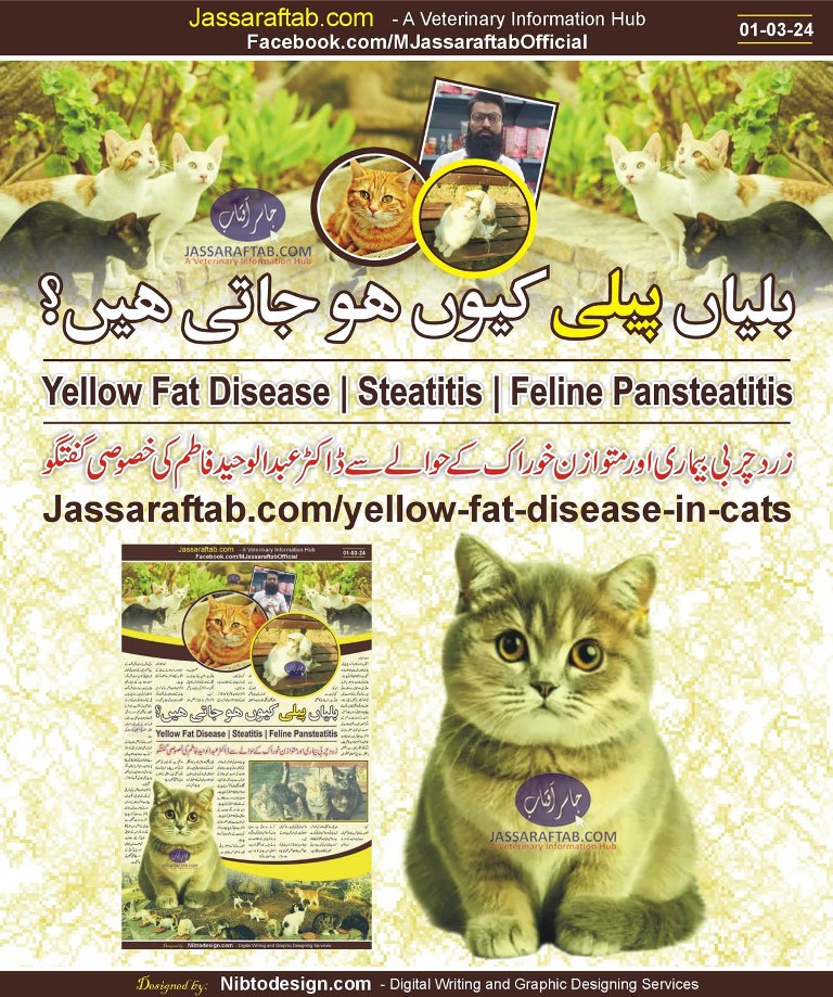 Cat steatitis treatment or prevention of pansteatitis in cats