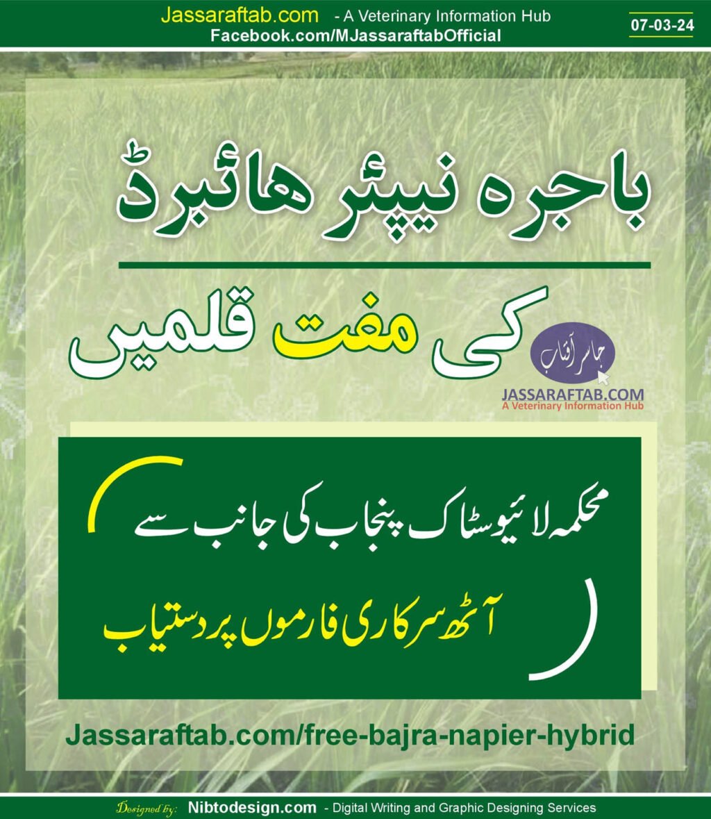 Hybrid Napier Grass or Bajra Napier Hybrid Free Kalam | A Veterinary Information Hub Hybrid Napier Grass or Bajra Napier Hybrid Free Kalam