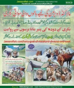 Goal Cheese of Malakand or Goat Milk Cheese of Watani Goat