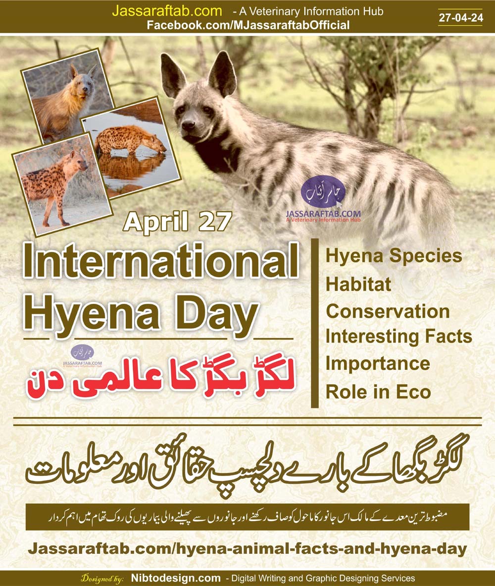 Animal Hyena - International Hyena Day Hyena Species Hyena Conservation and Facts