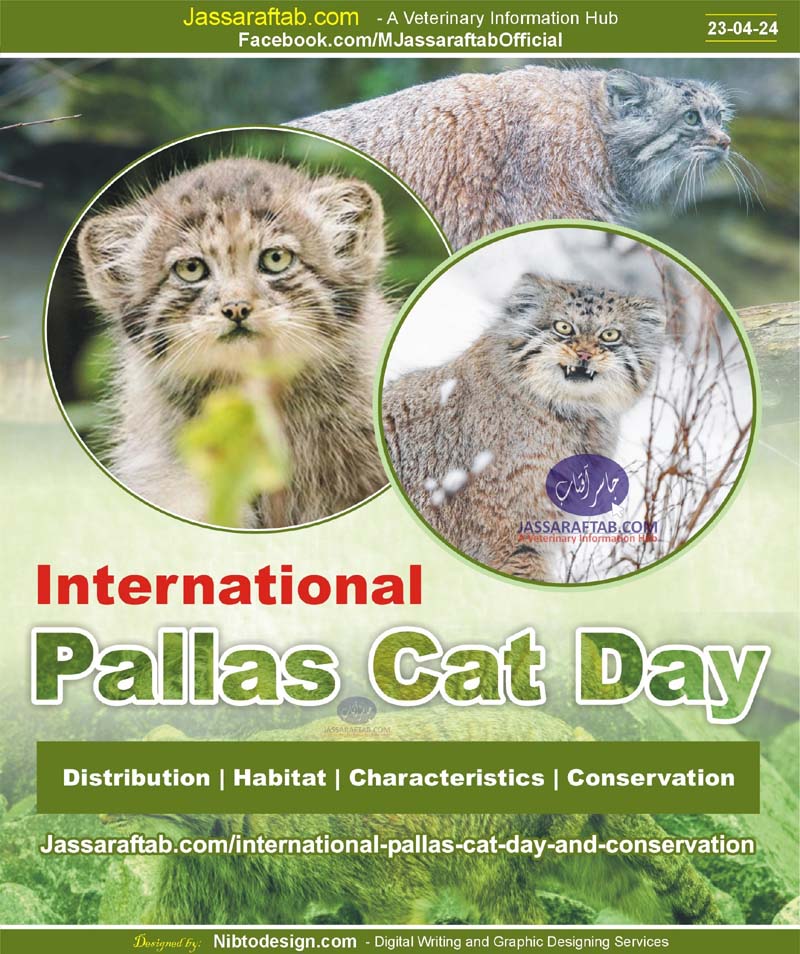 International Pallas Cat Day Felis Manus and Pallas Cat Conservation
