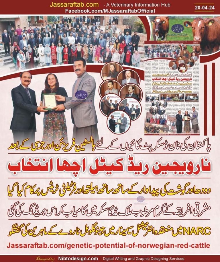 Norwegian Red Cows for Crossbreeding