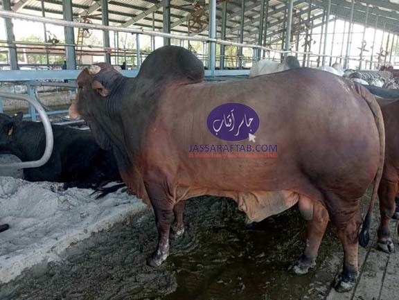 Red Sindhi Cattle Breed - Red Sindhi Bull of Brazil 