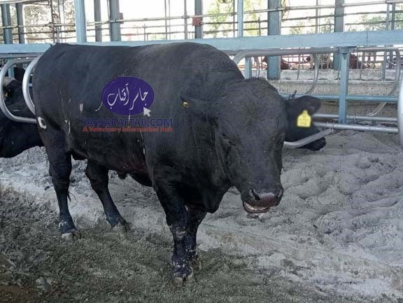 Wagyu Cattle Breed - Wagyu Bull of Brazil 